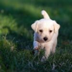 Pañales para perros machos ancianos