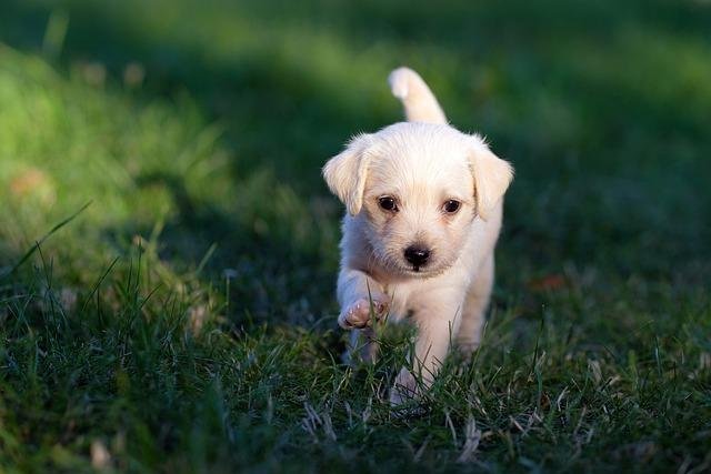 Pañales para perros machos ancianos